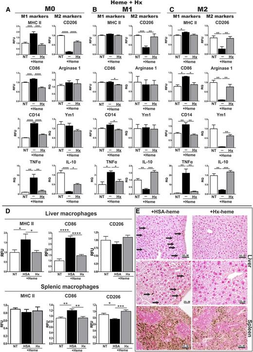 Figure 6. Hx prevents M1 polarization of macrophages in response to heme. (A) M0, (B) M1, and (C) M2 BMDMs were left untreated (NT) or exposed to 5 μM heme-BSA (+Heme; heme-BSA 1:1 ratio) or 5 μM heme-Hx (Hx; heme-Hx 1:1 ratio) for 12 hours. M1 and M2 markers are shown in the left and right column of each panel, respectively. Results shown are the average of ≥3 independent experiments. (D) Analysis of the M1 markers MHCII and CD86 and the M2 marker CD206 in macrophages from liver and spleen of wild-type mice that remained untreated or were treated with heme-HSA or heme-Hx (complex 15 μmol/kg; 15 hours) (n = 5). The expression of MHCII, CD86, CD14, and CD206 was analyzed by flow cytometry and expressed in RFU as fold change to untreated cells or untreated wild-type animals (NT). mRNA levels of TNFα, Arginase-1, Ym1, and IL-10 were analyzed by qRT-PCR and expressed in RQ, as fold change to untreated cells (NT). (E) Perls’ staining for iron on liver and spleen sections from wild-type mice that were treated with heme-HSA or heme-Hx (scale bar, 20-50 μm). Arrows indicate iron-loaded Kupffer cells. Values represent mean ± SEM. *P < .05; **P < .01; ***P < .001; ****P < .0001.