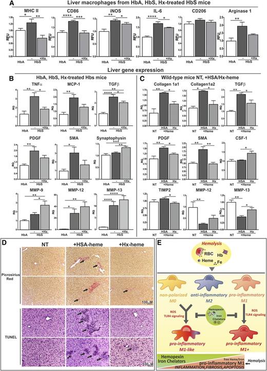 Figure 7. Hx rescues heme-induced M1 polarization of macrophages in a mouse model of sickle cell disease. (A) Analysis of the M1 markers MHCII, CD86, iNOS, and IL-6 and the M2 markers CD206 and Arginase-1 in macrophages from liver of HbA mice and HbS mice that remained untreated or were treated with Hx (4 mg intraperitoneally once a week for 3 weeks) (n = 5). The expression of polarization markers was analyzed by flow cytometry and is expressed in RFU as fold change to HbA animals. (B) qRT-PCR analysis of hepatic mRNA levels of TNFα, MCP-1, TGFβ, PDGF, MMP-9, MMP-12, MMP-13, synaptophysin, and SMA in HbA mice and HbS mice that remained untreated or were treated with Hx (4 mg intraperitoneally once a week for 3 weeks) (n = 7). (C) qRT-PCR analysis of hepatic mRNA levels of collagen1a1, collagen1a2, TGFβ, PDGF, SMA, colony stimulating factor-1, TIMP2, MMP-12, and MMP-13 in wild-type mice that remained untreated or were treated with heme-HSA or heme-Hx (complex 5 μmol/kg, 7 injections over 2 weeks) (n = 5). (D) Picrosirius red staining for collagen and Tunel staining for apoptosis on liver sections from wild-type mice that remained untreated or were treated with heme-HSA or heme-Hx (complex 5 μmol/kg, 7 injections over 2 weeks) (scale bar, 300-100 μm). Arrows indicate collagen (picrosirius) and apoptotic cells (tunel). Results shown are representative of 3 independent experiments. Values represent mean ± SEM. *P < .05; **P < .01; ***P < .001; ****P < .0001. (E) Model for macrophage differentiation in response to Hb, heme, and iron and its protection by heme and iron scavengers. Hb derived from hemolytic RBCs, heme, and iron promotes macrophage differentiation toward an M1-like proinflammatory phenotype, via ROS production and TLR4 signaling activation. This effect is independent of the differentiation state of the macrophages (eg, M0, M1, or M2). Interestingly, M1 macrophages show a potentiated M1 phenotype (M1+), and even anti-inflammatory M2 macrophages can be shifted to an M1-like proinflammatory phenotype in response to heme and iron, suggesting that these signals dominate over those triggered by cytokines. Heme or iron scavengers, such as hemopexin (Hx) or desferrioxamine (DFO), protect macrophages from heme or iron-induced M1 polarization, reducing iron loading, cytokine production, and ROS formation.