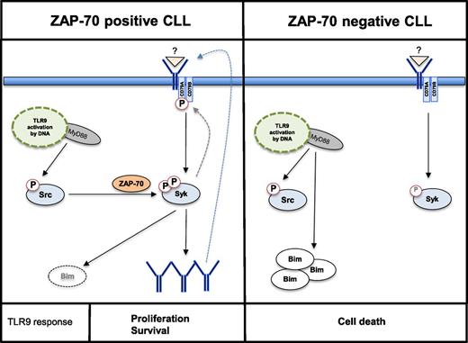 Model of mechanism underlying differential effect of innate immune activation on ZAP-70–positive vs ZAP-70–negative CLL. In ZAP-70–positive CLL, activation of TLR9 via CpG induces IgM secretion by a ZAP-70– and Syk-dependent pathway. Robust phosphorylation (P) of Syk results in degradation of the proapoptotic Bim, which is amplified by autocrine stimulation of the B-cell receptor by the secreted IgM. The final effect is CpG-induced CLL cell proliferation and survival. Activation of TLR9 in the absence of ZAP-70 results in cell death. See Figure 7 in the article by Wagner et al that begins on page 436.