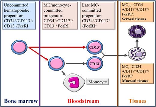 Proposed scheme of the major steps of differentiation of MCs from uncommitted hematopoietic progenitors. Based on the current knowledge and on the data presented in this issue by Dahlin et al,1 it can be postulated that CD34+/CD117+ BM uncommitted hematopoietic progenitors, which express neither CD13 nor FcεRI, can give rise to early committed circulating mixed MC/monocyte CD34+/CD117+ progenitors, which express CD13, but are still FcεRI−. Upon different culture conditions, these mixed progenitors can produce pure MC colonies, colonies containing only monocytes, or mixed MC/monocyte colonies. These CD13+ progenitors can further acquire the expression of FcεRI, as described by Dahlin et al. At this step, the progenitors are definitively committed to the MC lineage and may reach various tissues to acquire the corresponding mature phenotype, that is, a MCT phenotype in mucosal tissues and a MCTC phenotype in serosal tissues. Alternatively, also based on the present report, it can be postulated that CD34+/CD117+/CD13−/FcεRI− BM uncommitted hematopoietic progenitors can reach the bloodstream and become directly FcεRI+, giving rise to another circulating MC-committed progenitor, which lacks the expression of the CD13 antigen, but might acquire it later. This latter progenitor might also reach the tissues where it differentiates terminally as described above. Red arrows represent pathways of differentiation where additional intermediary progenitors might exist, which have still not been described.
