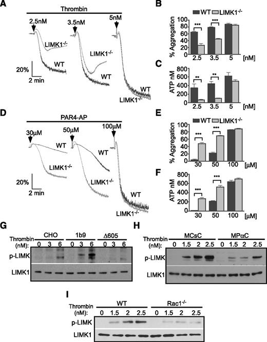 Figure 5. GPIb-IX– and Rac-1–dependent activation of LIMK1 and the roles of LIMK1 in promoting thrombin-induced platelet activation but negatively regulating PAR4-activating peptide-induced platelet activation. Aggregation and ATP release of washed wild-type (WT) or LIMK1−/− mouse platelets in response to increasing doses of (A-C) thrombin or (D-F) PAR4-activating peptide–induced (PAR4-AP) stimulation. (A,D) Typical aggregation traces. (B,E) Quantification of the aggregation (mean ± SEM, 4 experiments). (C,F) ATP release (mean ± SEM, 4 experiments). **P < .01 and ***P < .001, 1-way ANOVA. Western blot analysis of LIMK1 phosphorylation using a phospho-Thr505/508–dependent anti-LIMK1 antibody in (G) control CHO cells, 1b9, and Δ605 cells; (H) washed mouse platelets pretreated with either MPαC or MCsC; and (I) wild-type or Rac1−/− mouse platelets, which were stimulated with low doses of thrombin. Loading levels were determined using a phosphorylation-independent LIMK1 antibody.