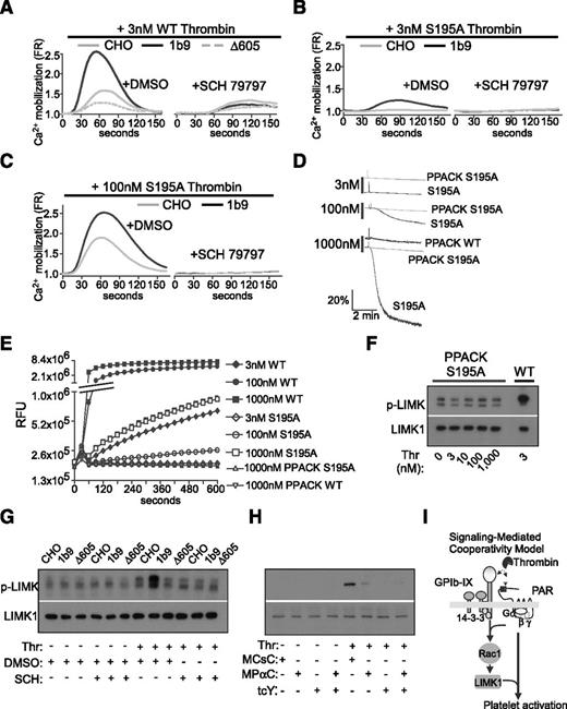 Figure 6. Thrombin-induced GPIb signaling requires cooperation of PARs. (A-D) Calcium mobilization in control CHO cells, 1b9, and Δ605 CHO cells pretreated with DMSO control or PAR1 inhibitor SCH79797 (20 µM). Cells were stimulated with (S) wild-type (WT) thrombin or (B) low or (C) high concentrations of S195A mutant thrombin and then recorded for calcium mobilization as described in the Methods. (D) Aggregation of human platelets stimulated with increasing doses of S195A mutant thrombin, PPACK-treated S195A thrombin, and 1000 nM PPACK-treated WT thrombin. (E) In vitro enzymatic activity of WT, S195A mutant thrombin, PPACK-treated S195A mutant thrombin, and PPACK-treated WT thrombin. The y-axis is shown as a log scale of relative fluorescence units (RFUs). (F) Western blot analysis of LIMK1 phosphorylation in human platelets stimulated with increasing doses of PPACK-treated S195A mutant thrombin or wild-type thrombin (Thr). (G) LIMK1 phosphorylation in control CHO, 1b9, and Δ605 cells preincubated with vehicle control (0.1% DMSO) or 20 μM PAR1 antagonist SCH 79797 and stimulated with WT thrombin. (H) LIMK1 phosphorylation in mouse platelets preincubated with 10 μM MCsC (control peptide), 10 µM MPαC, and/or 2 mM PAR4 antagonist tcY-NH2 and then stimulated with 3 nM WT thrombin. LIMK1 phosphorylation was detected using an anti-LIMK1 phospho-Thr505/508 antibody. Loading was determined using a phosphorylation-independent anti-LIMK1 antibody. (I) A schematic of signaling-mediated cooperativity between GPIb-IX and PARs. This cooperativity requires a unique GPIb-IX–dependent signaling pathway involving 14-3-3. Rac1 and LIMK1 and activation of this pathway requires thrombin binding to GPIb-IX and stimulation of PARs.