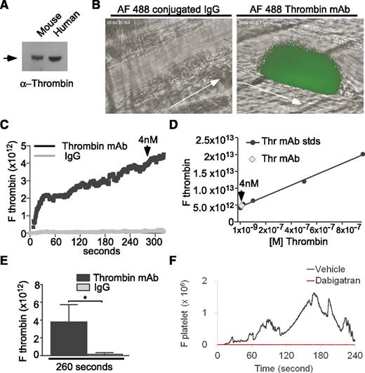 Figure 7. Low concentrations of thrombin are generated after vascular injury and are important for thrombosis in vivo. (A) Western blot detection of 0.2 mg/mL purified human and mouse α−thrombin protein using an antithrombin monoclonal antibody. (B) In vivo imaging of thrombin generation (green) during thrombosis captured using intravital microscopy after laser-induced cremaster arteriolar wall injury in wild-type mice injected with 2 mg/kg Alexa Fluor 488–conjugated antithrombin monoclonal antibody or an Alexa Fluor 488–conjugated control IgG. Arrows indicate the direction of blood flow. Also provided are movies of thrombin generation and platelet thrombus formation (supplemental Movies 1 and 2) and representative images of time-dependent changes in thrombin concentration and platelet thrombus formation (supplemental Figure 2). (C) Median integrated fluorescence intensity over time for Alexa Fluor 488–conjugated (AF 488) antithrombin antibodies and control IgGs. Based on the standard curve (D), 4 nM denotes the approximate concentration of thrombin generated after 260 seconds of laser injury. (D) A standard curve was computed using imaging of fluorescence intensities of known concentrations of AF 488–conjugated thrombin monoclonal antibody under equivalent intravital instrument settings as in A. (E) Quantification of integrated fluorescence intensity at 260 seconds (Mann Whitney U test,*P < .05; 30 thrombi in 4 mice per group). (F) Median integrated fluorescence intensity over time for wild-type mice infused with 0.3 mg/kg BW of dabigatran or vehicle control. The kinetics of platelet accumulation were plotted as the median fluorescence intensity as a function of time in 30 thrombi in 3 to 4 mice per group. For images, also see supplemental Figure 3.
