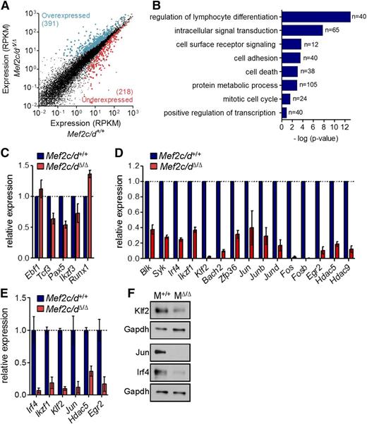 Figure 2. Genome-wide identification of Mef2 target genes using RNA-seq. (A) Scatter plot of differential gene expression (>1.5-fold; false discovery rate corrected P ≤ .05) in pro-B cells of Mef2c/dΔ/Δ vs control mice (Mef2c/d+/+) in 3 independent experiments. Lin−CD19+CD43highB220low pro-B cells were sorted by flow cytometry for preparation of RNA followed by deep sequencing. Gene expression is presented as normalized expression data (reads per kilobase of transcript per million reads mapped). Each dot represents 1 gene. Colors indicate overexpressed (blue) and underexpressed (red) genes in Mef2c/dΔ/Δ mice in relation to control mice. (B) Functional classification of genes significantly deregulated in pro-B cells of Mef2c/dΔ/Δ mice. Gene ontology (GO) analysis using the STRING database was performed to identify biological processes that are enriched in deregulated genes. The number of genes per class and the statistical significance is indicated. (C-D) Relative transcript levels determined by RNA-seq of genes encoding B-cell TFs (C) and a selection of differentially regulated genes (D) in pro-B cells of Mef2c/dΔ/Δ mice vs Mef2c/d+/+ control mice are depicted. Shown is the mean value of 3 independent experiments relative to controls. Error bars denote ± standard deviation (SD). (E) Quantitative RT-PCR (qRT-PCR) validation of transcript levels of a number of deregulated genes in Mef2c/dΔ/Δ mice vs Mef2c/d+/+ mice. qRT-PCR data were normalized to Hprt expression. Error bars represent ± SD. Data were combined from at least 2 independent experiments. (F) Immunoblot analysis of whole-cell lysates of Mef2c/d-deficient (MΔ/Δ) primary pro-B/pre-B cells (Lin−CD19+Igκ/λ−) in relation to pro-B/pre-B cells of Mef2c/d+/+ mice (M+/+). Protein levels of Klf2, Jun, and Irf4 are shown. Glyceraldehyde-3-phosphate dehydrogenase (Gapdh) served as a control. Data are representative of 2 independent experiments.