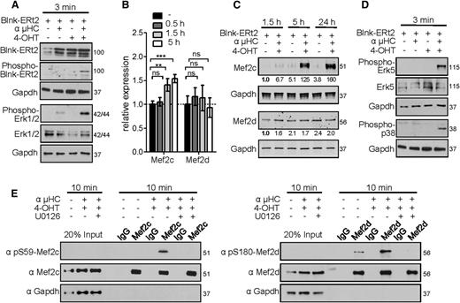 Figure 5. Mef2c/d proteins are phosphorylated after pre-BCR signaling. (A) Western blot analysis of Blnk-ERt2, phospho-Blnk-ERt2, phospho-Erk1/2, and Erk1/2 in Blnk-deficient pre-B cells transduced with Blnk-ERt2 and stimulated for 3 minutes with an IgH antibody (µHC) and tamoxifen (4-OHT) as indicated. Protein molecular weights are indicated in kilodaltons. (B) Relative transcript levels of Mef2c and Mef2d in pre-B cells stimulated for the indicated time periods identified by RNA-seq analysis and confirmed by RT-PCR. Error bars represent ± SD. **P < .01; ***P < .001; ns, not significant. (C) Immunoblot analysis and quantification of Mef2c and Mef2d proteins in Blnk-ERt2–overexpressing pre-B cells stimulated as indicated. Quantification was performed using the Odyssey Image scanner system (LI-COR Biosciences). Numbers indicate the level of Mef2c/d protein relative to that in the untreated control (first lane). Gapdh served as a loading control. (D) Western blot analysis of phospho-p38, phospho-Erk5, and Erk5 in Blnk-deficient pre-B cells as described in panel A. (E) Immunoprecipitation of Mef2c/d in Blnk-ERt2–overexpressing pre-B cells stimulated with IgH and 4-OHT for 10 minutes and with or without treatment with Mek inhibitor U0126. Phosphorylation of the Mef2 proteins at the indicated serines was visualized using specific antibodies. Gapdh served as a loading control. Twenty percent of the cell lysate was used as input control. Results shown are representative of at least 2 independent experiments performed. Protein molecular weights are indicated in kilodaltons.