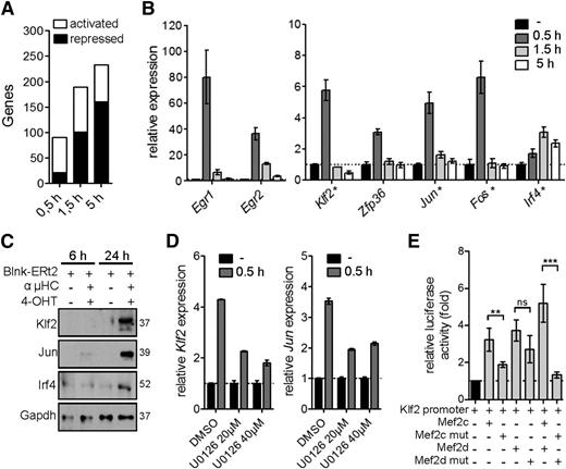Figure 6. Activation of Mef2c/d target gene expression during pre-BCR signaling. (A) Activated and repressed gene expression (≥2-fold; identified by RNA-seq analysis) in Blnk-ERt2–expressing pre-B cells stimulated with IgH antibody and tamoxifen (4-OHT) for indicated time periods. (B) Relative transcript levels of a selection of genes (Egr1/2, Klf2, Zfp36, Jun, Fos, Irf4) in Blnk-ERt2+ pre-B cells stimulated for different time points using IgH and 4-OHT. qRT-PCR was used to confirm transcript level of a subset of genes, indicated by a star (★). (C) Immunoblot analysis of Klf2, Jun, and Irf4 in Blnk-ERt2–overexpressing cells stimulated for 6 and 24 hours with IgH and 4-OHT. Gapdh served as a control. (D) Relative expression of Klf2 and Jun in Blnk-ERt2+ pre-B cells stimulated with IgH and 4-OHT for 30 minutes and treated with different concentrations of Mek inhibitor U0126 as indicated. (E) Analysis of the impact of Mef2c and Mef2d mutants on Klf2 expression using a reporter gene assay. Cos-7 cells were transfected with a luciferase expression plasmid containing a Klf2 promotor with a Mef2c/d wild-type expression plasmid or Mef2c (S59A, T293A, T300A, S387A) or Mef2d (S180A) phosphorylation mutants or empty control plasmid. Firefly luciferase activity (relative to renilla luciferase) was determined. **P < .01; ***P < .001; ns, not significant. Results shown are representative of 2 independent experiments performed.
