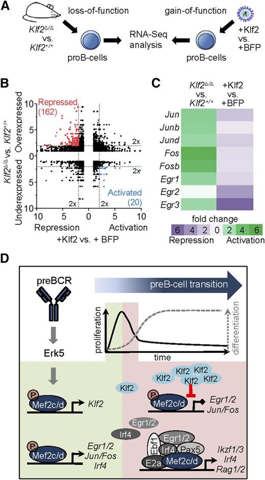 Figure 7. Genome-wide identification of Klf2 target genes. (A) Experimental setup for transcriptome analysis of Klf2 gain-of-function vs loss-of-function. For gain-of-function analysis, pro-B cells were transduced with retroviral vectors expressing blue fluorescent protein (BFP) with (+Klf2) or without Klf2 and sorted. For loss-of-function analysis, pro-B cells (Lin−CD19+B220medCD43hiIgL−) of Klf2Δ/ΔCd79ahCre/+ mice (Klf2Δ/Δ) or control mice (Cd79ahCre/+) were sorted by flow cytometry, RNA was isolated and sequenced. (B) Reciprocal deregulation of genes in loss-of-function (Klf2Δ/Δ vs Klf2+/+) and gain-of-function (+Klf2 vs +BFP) experiments in pro-B cells shown as fold change. Colors indicate 20 activated Klf2 target genes (blue) and 162 repressed Klf2 target genes (red). (C) Gene expression changes shown as fold change of genes encoding for AP1 family members (Jun/b/d, Fos/b) and early response genes (Egr1-3, Ier2) in Klf2 loss-of-function and gain-of-function experiments. (D) Schematic representation of the role of Mef2c/d proteins upon pre-BCR stimulation. Phosphorylation of Mef2c/d by Erk5 via pre-BCR signaling activates several transcriptional circuits. Mef2c/d activates the expression of Klf2 and IEGs (Egr1/2, Ier2, Jun/Fos). Klf2 suppresses IEG expression and thereby blocks pre-BCR–induced cell proliferation (negative feed-forward loop). In a positive feed-forward loop, Mef2c activates Egr and Irf4, the gene products of which collaborate with Mef2c and several key pre-B-cell regulatory factors to drive pre-B-cell differentiation.