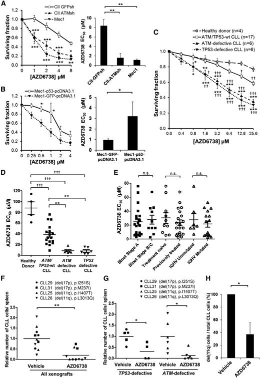 Figure 2. ATR inhibition is selectively cytotoxic to both ATM-defective and TP53-defective CLL cells in vitro and in vivo. (A) CII-GFPsh, CII-ATMsh (ATM-deficient), and Mec1 (p53-defective) cells were treated with AZD6738 for 4 days, and viability was measured using the CellTiter-Glo assay. Surviving fraction is expressed relative to untreated controls. AZD6738 induced significantly greater dose-dependent cytotoxicity with significantly lower AZD6738 EC50 in CII-ATMsh and Mec1 cells compared with CII-GFPsh cells. (B) Mec1 cells transfected with either wild-type TP53 (Mec1-p53-pcDNA3.1) or GFP (Mec1-GFP-pcDNA3.1, as control) were treated with AZD6738 for 4 days, and viability was measured using the CellTiter-Glo assay. Surviving fraction is expressed relative to untreated controls. AZD6738-induced cytotoxicity was reduced with significantly higher AZD6738 EC50 in Mec1-p53-pcDNA3.1 cells compared with Mec1-GFP-pcDNA3.1 cells. (C) Carboxyfluorescein diacetate succinimidyl ester (CFSE)–labeled primary CLL cells with or without ATM/TP53 defects and healthy donor peripheral blood mononuclear cells (PBMCs) cocultured with CD40L/IL-21 were treated with AZD6738 for 4 days. Viability was measured by propidium iodide exclusion of the proliferating cell population that was identified by reduction in CFSE fluorescence intensity as shown in supplemental Figure 2. Surviving fraction is expressed relative to untreated controls. AZD6738 induced significantly greater dose-dependent cytotoxicity in ATM/TP53-defective CLL cells than either ATM/TP53 wild-type CLL cells or healthy donor PBMCs. (D) The EC50 of AZD6738 was significantly lower for ATM/TP53-defective primary CLL samples than both ATM/TP53 wild-type samples and healthy donor PBMCs. A list of CLL samples assessed and their respective EC50 values are provided in supplemental Table 1. (E) There was no significant difference in the EC50 of AZD6738 between subgroups of CLL samples stratified according to Binet stage, prior treatment, and IGHV mutational status. (F) Primary CLL samples (CLL29, CLL31, CLL25, CLL26) with biallelic TP53 or ATM defects were engrafted into NOD/Shi-scid/IL-2Rγnull mice and treated with vehicle (n = 11) or AZD6738 (n = 10). Collectively, AZD6738 treatment significantly reduced tumor load compared with vehicle treatment in TP53/ATM-defective xenografts. (G) When analyzed separately, both TP53 and ATM defective xenografts showed significant reduction in tumor load following AZD6738 treatment compared with vehicle-treated controls. (H) Fluorescence in situ hybridization probes for 11q were applied on human CD45+ CD19+ cells collected from the spleens of CLL26 xenografts (harboring del(11q) and L3013Q ATM mutation) treated with AZD6738 (n = 3) or vehicle (n = 3). Two hundred cells were analyzed per mouse. The proportion of CLL cells with del(11q) was significantly reduced following AZD6738 treatment compared with vehicle-treated controls. All data are displayed as mean ± standard error of the mean (SEM). Statistical significance was determined using 2-way analysis of variance (ANOVA) with Bonferroni post hoc analysis (A,B,C,G), 1-way ANOVA (A,D), or Student t test (B,F,H). Statistical significance vs CII-GFPsh (A), Mec1-GFP-pcDNA3.1 (B), ATM/TP53 wild-type samples (*) or healthy donor PBMCs (†) (C,D), or vehicle (F-H) is indicated by *,†P < .05, **,††P < .01, and ***,†††P < .001. Nonsignificant results are denoted by n.s.