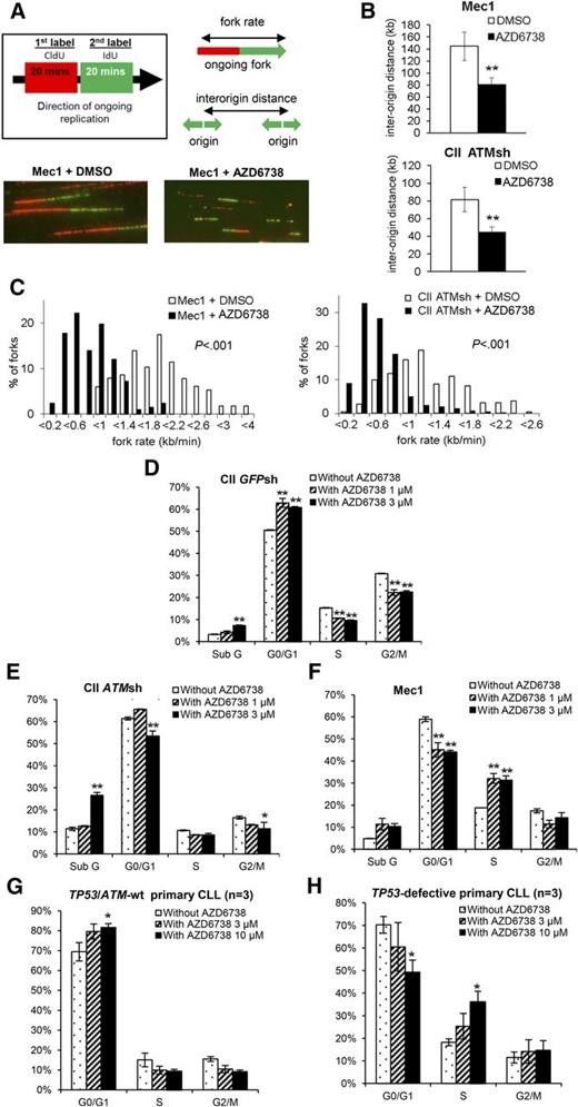 Figure 3. ATR inhibition leads to increased replication stress and ATM/p53 dependent G1/S cell cycle arrest in CLL cells. (A) AZD6738 (1 μM) treatment of 1 hour led to increased replication stress in Mec1 (p53-defective) and CII-ATMsh (ATM-deficient) cells as demonstrated by DNA fiber analysis. Replicating DNA in cycling cells was sequentially labeled with CldU and IdU for 20 min each, after which DNA fibers were analyzed by immunofluorescence microscopy. Representative images are displayed. (B-C) AZD6738 (1 μM) treatment of 1 hour significantly reduced interorigin distance (B) and fork progression rate (C) in Mec1 and CII-ATMsh cells. (D-F) Cell cycle analyses on CII-GFPsh (D), CII-ATMsh (E), and Mec1 (F) cells were carried out following 24-hour treatment with either AZD6738 (1 μM or 3 μM) or RPMI media. AZD6738 treatment induced G1/S cell cycle arrest in CII-GFPsh cells but not CII-ATMsh or Mec1 cells. (G-H) Cell cycle analyses on TP53/ATM-wt CLL samples (CLL03, CLL06, CLL07) (G) and TP53-defective samples (CLL32, CLL35, CLL36) (H) were carried out following 48-hour treatment with AZD6738 (3 μM or 10 μM) or RPMI media. Analyses in panels G-H were performed on the viable cell population by expressing the G0/G1, S, and G2/M populations as a percentage of the total viable cells. Data are displayed as mean ± SEM of triplicate experiments. Statistical significance was determined using Student t test (B), Mann-Whitney U test (C), or 2-way ANOVA with Bonferroni post hoc analysis (D-H). Statistical significance vs dimethylsulfoxide (DMSO)–treated controls (B) or untreated controls (D-H) is indicated by *P < .05 and **P < .01.