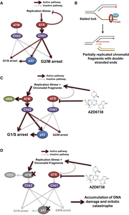 Figure 7. A model for synthetic lethality in CLL cells with ATM or p53 deficiency by inhibition of ATR. ATM and ATR are master regulators of DDR, with ATM being activated in response to DNA double-strand breaks, and ATR in response to replication stress. (A) Activation of the ATR pathway leads to cell cycle arrest mediated primarily through the G2/M checkpoint and repair of stalled replication forks. This leads to the resolution of replication stress. (B-C) Inhibition of ATR by AZD6738 directly induces replication stress by slowing and stalling replication forks. The inability of CLL cells to resolve stalled forks as a result of suppressed ATR signaling leads to collapse of stalled replication forks into fragmented, partially replicated sister chromatids with free DNA DSEs that necessitate repair through the ATM/p53 pathway. This involves cell cycle arrest mediated primarily through the G1/S checkpoint and HRR. (D) In cells with defective ATM or p53, inhibition of ATR by AZD6738 results in an intolerable accumulation of unrepaired DNA damage. This arises from impaired HRR because of defective ATM and/or impaired cell cycle regulation resulting from combined loss of functional ATR and ATM/p53. PCNA, proliferating cell nuclear antigen; Polε, DNA polymerase ε.