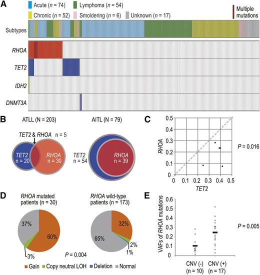 Figure 2. Spectrum and correlation of RHOA mutations in ATLL. (A) Mutational status of RHOA, TET2, IDH2, and DNMT3A genes in 203 ATLL cases. Subtype of each case is shown by indicated colors. (B) Comparison of distributions of RHOA and TET2 mutations between AITL and ATLL. Co-existence of RHOA and TET2 mutations are shown in AITL and ATLL. Red and blue circles indicated cases with RHOA and TET2 mutations, respectively. (C) Comparison of VAFs between RHOA and TET2 mutations. ATLL cases with both TET2 and RHOA mutations (n = 5) were analyzed. Each axis shows the VAFs of mutations. VAFs with genomic copy number abnormalities were corrected according to the usual methods. P value was calculated by Mann–Whitney U test. (D) Frequency of CNVs at the RHOA locus in ATLL cases with or without RHOA mutations. P value was calculated by Fisher’s exact test. (E) VAFs of RHOA mutations in cases with or without CNVs at the RHOA locus. Only patients with a single RHOA mutation were considered. P value was determined using Student t test.