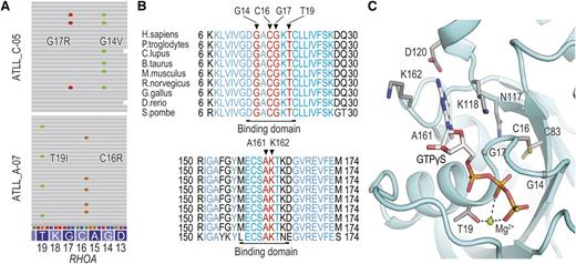 Figure 4. Feature and structural modeling of RHOA mutations in ATLL. (A) Representative two independent co-occurring RHOA mutations in ATLL cases. ATLL_C-05 (top) and ATLL_A-07 (bottom) cases have Gly17Arg/Gly14Val and Thr19Ile/Cys16Arg mutations, respectively. (B) Amino acid alignment of RHOA proteins from different species. Evolutionally conserved amino acids among species are shown in blue and the amino acid positions of mutation in ATLL are highlighted by arrowhead. Conserved functional domains are also indicated. (C) Mutated amino acid positions identified in ATLL are mapped to the 3D structure of the GTP-biding pocket of human RHOA protein (Protein Data Bank identification, 1A2B). GTPγS and the magnesium ion are shown as white sticks and a green sphere.