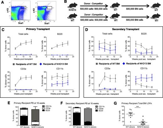 Figure 3. Phenotypic and functional loss of HSPC pool in NHD13 mice. (A) Representative flow plots gating for LSKs in the marrow of 5 female 20-week-old WT mice (concatenated data; left) and 5 female 20-week-old NHD13 mice (concatenated data; right). (B) Schematic of competitive repopulation assay. Whole BM from 4 22-week-old NHD13 or WT littermate donors was transplanted in a 1:1 ratio with normal WT whole BM into each of 2 lethally irradiated WT recipients. After harvesting primary recipient BM at 16 weeks posttransplant, 500 000 whole BM cells were transplanted into lethally irradiated secondary WT CD45.1 recipients. (C) Serial blood flow cytometric analysis was performed at 4-week intervals. Mice transplanted with NHD13 marrow (n = 8) had decreased donor-derived HSPC function compared with those transplanted with WT marrow (n = 7) as measured by percent of donor cells in the peripheral blood. Results analyzed for statistical significance using 2-way ANOVA with point matching; P < .01 for all parameters. Bonferroni posttests significant for all except CD11b curves. (D) Serial blood flow cytometric analysis in secondary transplant recipients. Primary donor NHD13 cells contributed proportionately less to circulating B and T cells in secondary recipients (P < .0001 by 2-way ANOVA with point matching) and more to circulating myeloid cells (P < .0001). (E) At 16 weeks post–primary transplant, percent lineage contribution to CD45.2 blood cells is shown from NHD13 (n = 7) and WT (n = 7). (F) Sixteen weeks post–secondary transplant, percent lineage contribution to CD45.2 blood cells is shown from NHD13 (n = 8) and WT (n = 7). (G) Donor contribution to LSK pool in the BM of primary recipients harvested 16 weeks posttransplant. Results analyzed for significance via Student t test. Each dot represents an individual mouse. ***P < .001.