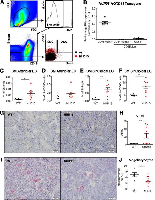 Figure 4. Increased endothelial cell populations and decreased megakaryocytes in NHD13 mice. (A) Flow cytometry gating strategy used to identify BM Lin−/CD45− nonhematopoietic cells, Lin−/CD45−/CD31+/Sca1+ cells enriched for arteriolar endothelial cells (AECs), and Lin−/CD45−/CD31+/Sca1− cells enriched for sinusoidal endothelial cells (SECs). The first 3 plots represent WT mice, and the last plots show overlay of populations from concatenated NHD13 (red) and WT (black) mice data. (B) Expression of NUP98/HOXD13 transgene in hematopoietic, endothelial, and stromal cells. (C-D) Frequency of AECs within total BM pool (C) and Lin−/CD45− nonhematopoietic pool (D) of NHD13 and WT mice. (E-F) Frequency SECs within total BM pool (E) and Lin−/CD45− nonhematopoietic pool (F) of NHD13 and WT mice. (G) Endomucin immunohistochemistry for metaphyseal region of representative WT and NHD13 mice. Bars represent 20 µm. (H) Peripheral blood serum VEGF level measured by Luminex xMAP assay. (I) GP1bβ immunohistochemistry for metaphyseal region of representative WT and NHD13 mouse. Bars represent 20 µm. (J) Quantification of GP1bβ+ megakaryocyte numbers per area of interest (AOI) in femora of WT and NHD13 mice. For all graphs, *P < .05; **P < .01. Each dot represents an individual mouse; mean and standard error of the mean are shown.