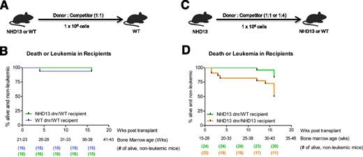 Figure 6. Impact of the BMME on survival and leukemia. (A) Schematic of transplants into WT recipients. (B) In WT recipients, survival curves indicate mitigation of progression to leukemia or death. Data collected from 8 separate experiments. Log-rank (Mantel-Cox) test: P = .98. The BM age demarcated on the x-axis is indicative of primary donor BM age based on date of birth of the primary donor. No leukemia was diagnosed in these groups. (C) Schematic of competitive repopulation assay in which marrow from an NHD13 mouse was competitively transplanted into either irradiated NHD13 or WT recipients. (D) Survival curves showing progression to leukemia or death in primary WT recipients of competitively transplanted NHD13 marrow and in primary NHD13 recipients of competitively transplanted NHD13 marrow. Data collected from 6 separate experiments. Leukemia was formally diagnosed in 1 WT recipient and 4 NHD13 recipients. The same donor/competitor ratios were present in both experimental groups. Log-rank (Mantel-Cox) test: P = .01. In all transplants, competitor marrow was 6- to 8-week-old WT marrow. The BM age demarcated on the x-axis is indicative of primary donor BM age based on date of birth of the primary donor.