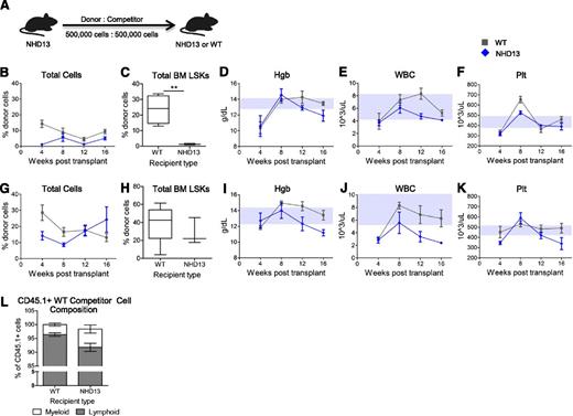 Figure 7. Hematopoiesis is improved when MDS marrow is exposed to a WT BMME. (A) Schematic of competitive repopulation assays in which NHD13 donor BM was transplanted with WT competitor BM into NHD13 recipients (blue diamonds) and WT recipients (gray squares). (B-F) Donor BM was from a 20-week-old NHD13 mouse transplanted into either lethally irradiated 23-week-old NHD13 mice (n = 3) or lethally irradiated WT littermates (n = 4). Comparison of engraftment of NHD13 marrow (B) in WT recipients vs NHD13 recipients (2-way ANOVA: P < .0001). At 16 weeks following transplant, whole BM of recipients was analyzed to determine contribution of NHD13 donor marrow to the total LSK pool (C) in WT and NHD13 recipients. Serial hematologic parameters hemoglobin (Hgb) (D), WBC count (E), and platelet count (Plt) (F) were measured in recipient mice every 4 weeks from time of transplant. (G-K) Donor BM was from a 15-week-old NHD13 mouse transplanted into either lethally irradiated 15-week-old NHD13 mice (n = 3) or WT littermates (n = 5). Comparison of engraftment of NHD13 marrow (G) in WT recipients vs NHD13 recipients (2-way ANOVA: P > .05). At 16 weeks following transplant, whole BM of recipients was analyzed to determine contribution of NHD13 donor marrow to the total LSK pool (H) in WT and NHD13 recipients. Serial hematologic parameters Hgb (I), WBC count (J), and Plt (K) were measured in recipient mice every 4 weeks from time of transplant. (L) Frequency of myeloid vs lymphoid cells within CD45.1+ WT competitor-derived cells in peripheral blood of all WT and NHD13 recipients at 16 weeks posttransplant. For hematologic data, upper and lower borders of gray boxes represent the interquartile range of Hgb, WBC, or Plt values for nontransplanted WT mice (from Figure 1).