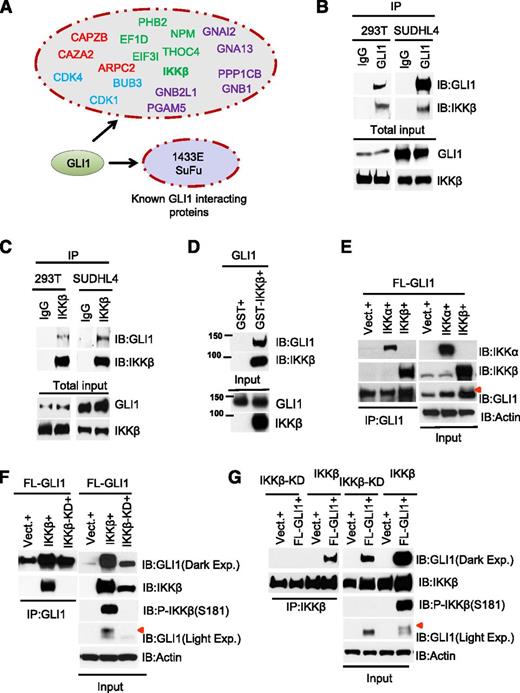Figure 1. IKKβ associates with GLI1 transcription factor. (A) To identify GLI1-interacting partners, we cotransfected full-length GLI1 construct in 293T cells, and the GLI1 complex was purified using anti-GLI1 antibody. Peptides resulting from digestion of GLI1 with proteases were analyzed by mass spectrometry. Identified proteins are shown in color according to their biological function. Red color depicts cell-cell signaling; purple, green, and blue colors depict signal transduction, protein biogenesis, and cell cycle, respectively. Endogenous immunoprecipitation of (B) GLI1 or (C) IKKβ in 293T and SUDHL4 cells. (D) GST-tagged IKKβ and affinity-purified GLI1 were used for an in vitro pull-down assay. (E) IKKα and IKKβ constructs were coexpressed in 293T cells with vector or full-length flag-tagged (FL)-GLI1, and total cell lysates were subjected to anti-GLI1 immunoprecipitation. (F) FL-GLI1 construct was coexpressed with vector, IKKβ, or IKKβ-KD (K44A) in 293T cells, and total cell lysates were subjected to anti-GLI1 immunoprecipitation. (G) IKKβ or IKKβ-KD was coexpressed with vector or FL-GLI1 in 293T cells, and total cell lysates were subjected to anti-IKKβ immunoprecipitation. Phosphorylation of IKKβ (Ser-181) confirmed activation of IKKβ in IKKβ-transfected cells. Red arrows depict slow-migratory GLI1 protein bands.