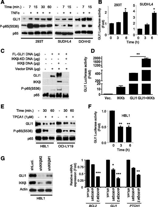 Figure 2. GLI1 transcriptional activity is modulated by IKKβ. (A) Immunoblot analysis of GLI1 in indicated cells stimulated with or without TNFα (20 μg/mL) for indicated time periods. Phosphorylation of the P65 (Ser-536) subunit of NF-κB confirmed IKKβ-mediated activation of the NF-κB pathway in the TNFα-stimulated cells. (B) 8X GLI1 luciferase and Renilla constructs were cotransfected in indicated cells for 48 hours and subjected to luciferase reporter assay. Results are normalized to Renilla luciferase and expressed as fold change in relative luciferase activity compared with control. Data represent the mean and standard deviation of 3 independent experiments (*P < .05). (C) Immunoblot analysis of GLI1 in 293T cells transiently transfected with constructs carrying FL-GLI1 and the IKKβ or IKKβ-KD. (D) GLI1 luciferase reporter analysis of 293T cells transiently transfected with constructs carrying vector, IKKβ, or FL-GLI1 and IKKβ. Results are normalized to Renilla luciferase and expressed as fold change in relative luciferase activity compared with control. Data represent the mean and standard deviation of 3 independent experiments (**P < .005). (E) Immunoblot analysis of GLI1 in DLBCL cells treated with or without TPCA1 for indicated time periods. (F) GLI1 luciferase reporter analysis of HBL1 cells treated with or without TPCA1. Results are normalized to Renilla luciferase and expressed as fold change in relative luciferase activity compared with control. Data represent the mean and standard deviation of 3 independent experiments (** P < .005). (G) HBL1 cells were transduced with lentiviral particles expressing shRNA-targeting luciferase (control) and IKKβ shRNAs. The transduced cells were selected with puromycin and subjected to immunoblotting. The same cells as described in (G) were used for qRT-PCR analysis of BCL2, GLI1, and PTCH1 mRNA expression. Results are normalized to GAPDH mRNA level and expressed as fold changes in mRNA expression compared with control. Data represent the mean and standard deviation of 2 independent experiments (*P < .05; ***P < .0005).