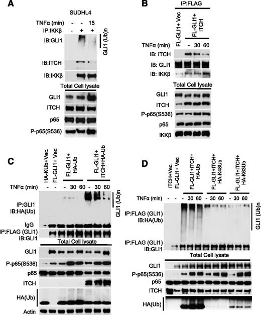 Figure 4. GLI1 ubiquitination requires IKKβ and the E3 ligase ITCH. (A) SUDHL4 cells were stimulated with or without TNFα (20 μg/mL) for 15 minutes. Total cell lysates were subjected to anti-GLI1 immunoprecipitation. Bound proteins were detected with indicated antibodies. (B) FL-GLI1 was coexpressed in 293T cells in the presence or absence of ITCH construct. After 48 hours, cells were stimulated with or without TNFα for indicated time periods. Total cell lysates were subjected to anti-GLI1 immunoprecipitation, and bound proteins were detected with indicated antibodies. (C) Immunoprecipitation analysis of ubiquitinated-GLI1 in TNFα-stimulated 293T cells transfected with indicated constructs. (D) Immunoprecipitation analysis of K48 or K63 ubiquitinated-GLI1 in TNFα-stimulated 293T cells transfected with indicated constructs.