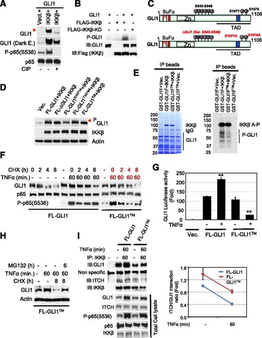 Figure 5. GLI1 is a bona fide substrate of IKKβ. (A) 293T cells were transiently cotransfected with constructs carrying GLI1 and IKKβ wild-type. Cell lysates were incubated with or without calf intestinal alkaline phosphatase (CIP) and subjected to immunoblotting. The red arrow indicates phosphorylated GLI1 protein band. (B) Epitope-tagged expression vectors IKKβ or IKKβ-KD constructs were transfected into 293T cells. Immunoprecipitated kinase was assayed with affinity-purified GLI1 as a substrate in the presence of (γ32P) ATP. (C) To identify IKKβ-dependent GLI1 phosphorylation sites, we cotransfected FL-GLI1 and IKKβ constructs in 293T cells, and the GLI1-complex was purified using anti-GLI1 antibody. Purified samples were subjected to sodium dodecyl sulfate-polyacrylamide gel electrophoresis and band representing GLI protein was cut and analyzed by nanospray ion trap mass spectrometry. Eight phosphorylation sites were identified in the C-terminal region of GLI1 (S543-548, S1071, and T1074) as shown in the schematic diagram. (D) Immunoblot analysis of phosphorylated GLI1 in 293T cells transiently transfected with indicated GLI1 mutant constructs and IKKβ. (E) GST-purified GLI1 fragment (GLI1F; 411aa-1106aa) or triple-mutant GLI1 fragment (GLI1FTM) protein was incubated with immunoprecipitated IKKβ kinase in the presence of (γ32P) ATP and analyzed by in vitro kinase assay. (F) Cycloheximide (CHX) chase analysis of GLI1 or indicated full-length GLI1TM construct was expressed in 293T cells in the presence or absence of CHX (60 μg/mL) for indicated time periods. After TNFα (20 μg/mL) stimulation, cell lysates from each time point were immunoblotted with anti-GLI1, anti-P-p65 (Ser536), and anti-p65 antibodies. (G) GLI1 luciferase reporter analysis of 293T cells transiently transfected with indicated constructs with or without TNFα stimulation for 6 hours. Results are normalized to Renilla luciferase and expressed as fold change in relative luciferase activity compared with control. Data represent the mean and standard deviation of 2 independent experiments (**P < .005). (H) FL-GLI1TM construct was transiently transfected in 293T cells. After 48 hours, cells were stimulated with TNFα (20 μg/mL) for 60 minutes after CHX (60 μg/mL) and MG132 (30 μg/mL) treatment of indicated time periods. Cell lysates from each time point were immunoblotted with anti-GLI1 antibody. (I) 293T cells were cotransfected with full-length GLI1 and GLI1TM mutant construct, and ITCH-IKKβ-GLI1 complex was purified using anti-IKKβ antibody and subjected to immunoblotting. Each component of GLI1 complex immunoblots were analyzed by densitometry, normalized with IKKβ, and plotted to determine normalized ITCH/GLI1 association.