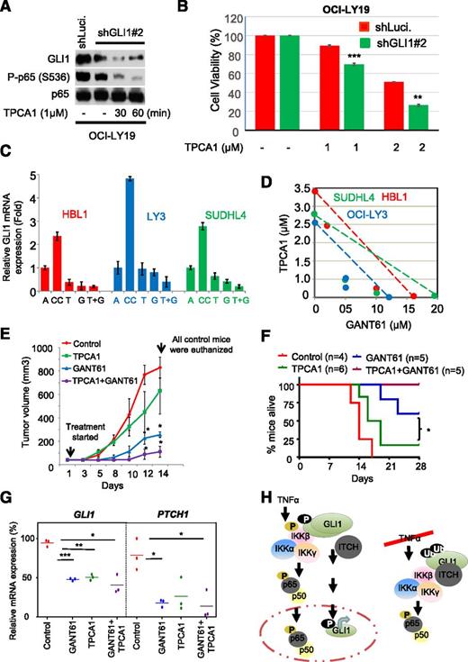 Figure 7. Effects of combining inhibition of IKKβ with GLI1 on viability. OCI-LY19 cells were transduced with lentiviral particles expressing shRNA-targeting control (Luci.) and GLI1 (shGLI1#2). Luci. or stable GLI knockdown cells were treated with TPCA1 for indicated time periods. After 24 hours, cells were subjected to (A) immunoblotting and (B) cell viability assays. (C) Coculture of DLBCL cell lines with stromal cells (HS-5) in trans-well experiments. Cells were treated with or without TPCA1 and GANT61 or a combination of both for 24 hours. Cell lysates were then subjected to qRT-PCR analysis. Results are normalized to GAPDH mRNA level and expressed as fold changes in mRNA expression compared with control. Data represent the mean and standard deviation of 3 independent experiments. A, DLBCL cells alone; CC, DLBCL cells cocultured with HS-5 cells; G, GANT61; T, TPCA1; T+G, TPCA1+GANT61. (D) For isobologram graph analysis, DLBCL cells were cocultured with stromal cells (HS-5), treated with or without TPCA1 and GANT61 for 48 hours, and subjected to MTS assays. (E) NOD/SCID mice were inoculated subcutaneously in the flank with 5 × 106 OCI-LY10 cells. When the tumor was palpable, the mice were randomly subdivided into 4 groups (control, TPCA1, GANT61, and combined TPCA1 + GANT61), and the average tumor size for each group was determined. The value for each group was set to 0% (Day 0), and all subsequent changes in tumor size for each group will be expressed as a percentage change compared with the starting tumor mass. Control, GANT61, TPCA1, or combined (TPCA1 + GANT61) regimens were administered subcutaneously several centimeters away from the tumor site 3 times per week. Tumor sizes was assessed by standard calipers, and tumor volumes were determined weekly. Data represent the mean and standard deviation of 2 independent experiments (*P < .05). (F) Kaplan-Meier survival curves of mice treated with control, GANT61, TPCA1, or combined (TPCA1 + GANT61) regimens. The log-rank (Mantel Cox) test was used in survival curve analysis (*P < .05). (G) Proposed working model for noncanonical activation of GLI1 in response to TNFα-mediated activation of IKKβ.