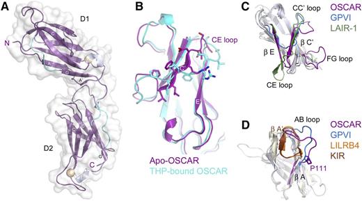 Figure 2. Crystal structure of OSCAR D1D2. (A) Crystal structure of free OSCAR D1D2, colored according to secondary structure (β-sheet, magenta; 310 helix, silver; polyproline-type II helix, cyan). Putative N-glycosylation sites are shown as spheres. Strands are labeled according to standard immunoglobulin-like domain topology. (B) Overlay of D1 of apo-OSCAR (magenta) and THP-bound OSCAR (cyan) to illustrate the shift of the C′ strand in the free receptor (residues 47-55, PLLFRDVSS; shown as sticks) to a D strand in the bound receptor. (C) Overlay of D1 from the collagen-binding LRC receptors OSCAR (magenta), GPVI (blue), and LAIR-1 (green). (D) Overlay of D2 from OSCAR (magenta), GPVI (blue), LILRB4 (orange), and p58-CL42 KIR (brown) to illustrate changes in the AB loop region and the cis vs trans conformation of residue Pro-111 (see supplemental Discussion).
