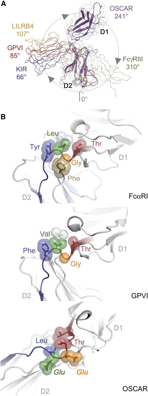 Figure 3. OSCAR D1-D2 domain interface. (A) Comparison of D1-D2 interdomain angles among OSCAR, representative LRC receptors, and FcγRIII. D2 domains from OSCAR (magenta), p58-CL42 KIR (blue), GPVI (red), LILRB4 (gold), and FcγRIII (green) were superimposed to illustrate the relative positions of D1. For purposes of comparison, the degrees of rotation are defined such that at 0°, D1 would be doubled back and occupying the same position as D2 (see circle with arrows illustrating the clockwise rotation describing the relative positions of D1 domains). (B) Comparative views of the D1-D2 linker in FcαRI (top), GPVI (middle), and OSCAR (bottom). Conserved residues at the D1-D2 junction are shown as transparent spheres and color-coded according to their positions in the sequence alignment. Most LRC receptors have a Thr-Gly-Φ-Φ motif that creates a sharp bend in the D1-D2 linker sequence and packs the hydrophobic (Φ) residues after Gly against other hydrophobic residues in D2. In OSCAR, the mostly conserved Gly residue and the subsequent hydrophobic residue are replaced by 2 large, negatively charged Glu residues, sterically preventing formation of the sharp bend and hydrophobic cluster involving D2.