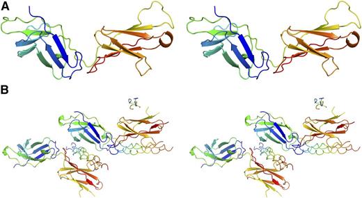 Figure 4. Structures of OSCAR, free and bound to DB316 THP. Stereo view of OSCAR D1D2 structures rendered as cartoons. OSCAR D1D2 and DB316 are colored in “chainbow” scheme, with the N terminus blue and the C terminus red. (A) Apo-structure. (B) DB316-bound OSCAR D1D2.