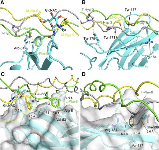Figure 5. Molecular details of the OSCAR:THP-binding sites. Hydrophilic interfaces between DB316 and OSCAR D1 and D2, panels A and B, respectively; hydrophobic interfaces with semitransparent surfaces between DB316 and OSCAR D1 and D2, panels C and D, respectively. Protein and peptide are shown in cartoon, whereas residues involved in hydrophilic or hydrophobic interactions are emphasized by rendering as sticks. OSCAR ectodomain is colored cyan whereas leading, middle, and trailing strands of DB316 are colored green, yellow, and gray, respectively. Hydrogen bonds and distances (labeled and measured in Å) from center of phenylalanine benzyl rings are indicated by yellow dotted lines.
