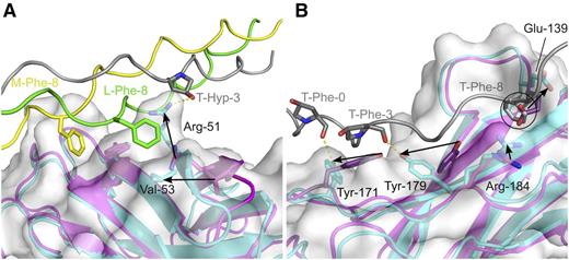 Figure 6. Conformational changes in OSCAR upon THP binding. Conformational changes in (A) OSCAR D1 and (B) OSCAR D2 upon binding DB316, shown by alignment of apo- and DB316-bound structures. The free OSCAR ectodomain is colored magenta; the structure of DB316-bound OSCAR ectodomain is colored cyan with its semitransparent surface in white; leading, middle, and trailing strands of DB316 are colored green, yellow, and gray, respectively. Leading and middle stands of DB316, which are not involved in binding OSCAR D2, are removed in panel B for clarity. Spatial relocation of interfacial residues are indicated by black arrows. The steric clash of free OSCAR Glu-139 with trailing chain Phe-8, when superimposing apo- and bound- structures, is indicated by a circle.