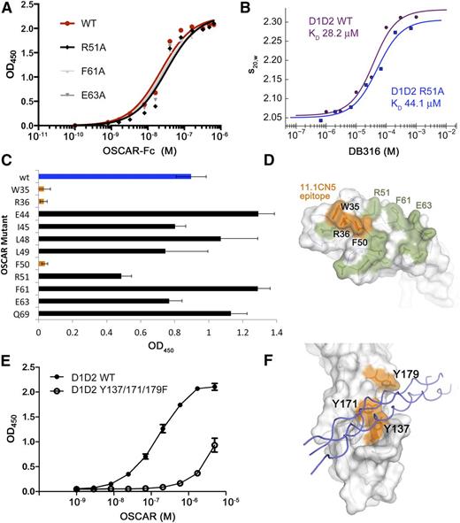 Figure 7. Binding and mutagenesis assays reveal D2 as the primary THP-binding site. (A) Solid-phase plate-binding assay to solubilized human placental collagen I showing WT OSCAR-Fc and 3 of the alanine point mutants in the D1 THP site. All other D1 mutants showed nearly identical binding curves. (B) Solution-phase binding assay between monomeric WT D1D2 or R51A-D1D2 and DB316 analyzed by sedimentation velocity AUC. Weight-averaged values of s20,w plotted vs DB316 concentration were fitted to a single-site binding equation. (C) Binding of WT and mutant OSCAR-Fc proteins to immobilized 11.1CN5, a nonblocking anti-OSCAR mAb. (D) Surface diagram of OSCAR D1, showing the epitope for 11.1CN5 that is composed of residues Trp-35, Arg-36, and Phe-50, which overlay the D1 region of LAIR-1 implicated in collagen binding. All other tested alanine mutations are shown in green; none caused a significant loss in affinity for 11.1CN5. (E) Solid-phase binding assay with immobilized THP DB80, comparing the affinity of monomeric WT D1D2 and a triple Tyr-to-Phe mutant that targets the D2 THP-binding site observed in the OSCAR complex. The triple mutant showed 50-fold decreased affinity for DB80, confirming that OSCAR D2 contains the primary binding site for the collagen consensus sequence. (F) Surface diagram of OSCAR D2, showing the location of the residues in the triple mutant (orange) in relation to the DB316 THP (blue coils) observed in the crystal structure.