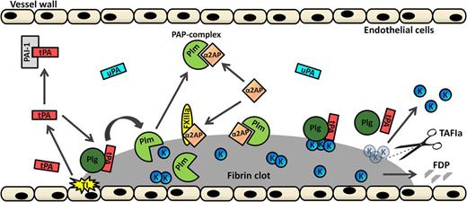 Figure 1. Cartoon representation of the fibrinolytic system. After tissue injury (TI, yellow explosion), tPA (red rectangle) is extensively released from endothelial cells. If not cleared from the circulation or inhibited by plasminogen activator inhibitor 1 (PAI-1; light gray), tPA can, alongside plasminogen (Plg, dark green sphere), bind to fibrin. This results in the generation of plasmin (Plm, light green PacMan figure), which will degrade fibrin into fibrin degradation products (FDPs; gray pieces). Additionally, plasminogen can be activated by fibrin-independent uPA (marine blue rectangle). Plasmin is inhibited by circulating α2AP (orange diamond) by the formation of PAP complexes. Furthermore, α2AP can be crosslinked to the fibrin surface by activated FXIIIa (yellow oval), thereby inhibiting plasmin on the fibrin surface. C-terminal lysines (K; small blue spheres) that are exposed on partially degraded fibrin form binding sites for plasminogen and tPA. Activated thrombin-activatable fibrinolysis inhibitor (TAFIa; scissors) inhibits plasmin-mediated fibrin degradation by cleaving C-terminal lysine residues from partially degraded fibrin, thereby inhibiting binding of plasminogen and tPA to fibrin and thus inhibiting generation of plasmin. Adapted and extended from Wiman and Hamsten.1