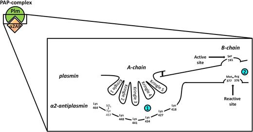 Figure 2. Schematic representation of plasmin inhibition by α2AP. α2AP inhibits plasmin by forming a 1:1 stable complex with plasmin. The reaction proceeds via a 2-step mechanism. Initially, in a reversible second-order reaction (small upper left box), the C-terminal end of α2AP, which contains 6 lysine residues, binds noncovalently to the LBSs present in the kringle domains of plasmin. On the basis of structural studies, it has been suggested that the α2AP C-terminal lysines interact with the kringle domains of plasmin in a cooperative zipper-like manner, although it has not yet been determined which lysines bind to which LBS.46 Kringle 3, the only non-lysine binding plasmin kringle, possibly adds to the binding between plasmin and α2AP by interacting with the highly electronegative sulfotyrosine (Tyr457-SO4) present in the α2AP C terminus.23 In the second step (large rightmost box), which is an irreversible first-order reaction, the arginine residue at position 376 of α2AP in the reactive center loop forms a covalent bond with the active site serine residue at position 741 of plasmin. This results in formation of the PAP complex accompanied by complete loss of plasmin activity. The scribble between the A-chain and B-chain of plasmin represents 2 disulfide bridges.