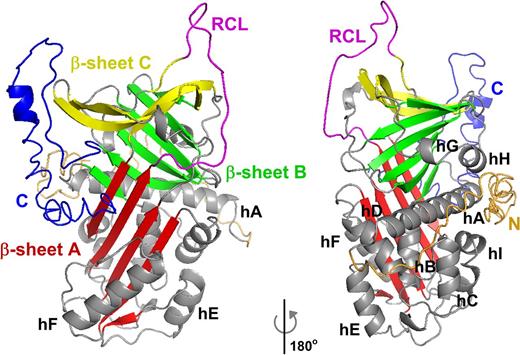 Figure 3. Predicted structure of intact human α2AP. Schematic representation of the structure of intact human α2AP, as predicted by I-TASSER.47 The structure is based on 2R9Y.pdb of murine α2APΔ43.46 Colors and orientation were adjusted using PyMOL (Schrödinger LLC, The PyMOL Molecular Graphics System, Version 1.7.4). The A sheet is shown in red, the B sheet in green, and the C sheet in yellow, the RCL in magenta, and the 9 helices (labeled hA-hI) and loops in gray. The N terminal region is orange, and the C terminal region is blue.