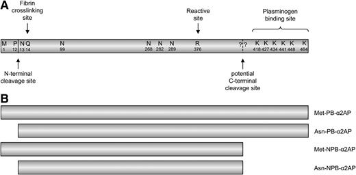Figure 4. Schematic representation of the α2AP protein and its different molecular forms. (A) Natively expressed α2AP and amino acid residues with their respective locations in the α2AP protein (not to scale). N-terminal cleavage, which results in the conversion of Met-α2AP to Asn-α2AP, occurs between proline at position 12 and asparagine at position 13. The glutamine residue at position 14 (position 2 in Asn-α2AP) is the fibrin crosslinking site. The dashed line represents the potential C-terminal cleavage site. The question marks represent the fact that the actual cleavage site is still unknown. The plasminogen-binding site of α2AP is located at the C-terminal end. (B) The different molecular forms of α2AP, 2 plasminogen-binding (PB) forms, and 2 non-plasminogen-binding forms.