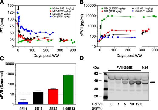 Figure 2. AAV-mediated delivery of cFVII zymogen in FVII-G96E dogs results in stable transgene expression. (A) A PT clotting assay was used to indicate biological activity of the expressed cFVII transgene, following AAV administration (day 0, black arrow) in FVII-G96E dogs. The symbol for the AAV vector dose for each of the FVII-G96E dogs is shown. The first antigen level quantification after AAV administration was within 8 to 13 days. The time to reach the plateau of expression following AAV administration was as follows: N24, day 28; N25, day 50; N22, day 42; and Otis, day 87. (B) AAV administration (day 0, black arrow) in FVII-G96E dogs resulted in cFVII protein expression, determined by ELISA. The symbol for the AAV vector dose for each of the FVII-G96E dogs is shown. (C) Graphical representation of the relationship of AAV vector dose administered and the cFVII antigen levels (% normal) at the expression plateau in the FVII-G96E dogs. Values are shown as mean ± 1 standard deviation, obtained from the individual cFVII antigen levels at each time point after expression reached a plateau for each dog. The dotted line indicates the percent normal FVII that, when achieved, improves hemostasis in FVII-deficient patients. (D) Detection of cFVII transgene expression in N24 plasma (day 84) by fluorescence-based western blot (shown in gray scale). For comparison, recombinant WT cFVII (black arrow) was added in FVII-G96E canine plasma at the indicated concentration. All plasma samples were diluted 1:32 in PBS.