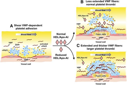 During shear VWF-dependent platelet adhesion (A), the VWF A1 domain binds first to GPIb; then, after initial tethering, the platelet becomes activated and promotes binding between VWF released from ECs and additional platelets, supporting thrombus formation. In the case of normal HDL/ApoA-I levels, VWF fibers are less extended with the normal size of platelet thrombi (B). In the case of reduced HDL/ApoA-I levels, VWF fibers are longer and thicker and generate larger platelet thrombi (C). These antithrombotic effects of HDL/ApoA-I are reported for the first time. Illustration by Luigi Flaminio Ghilardini, University of Milan.