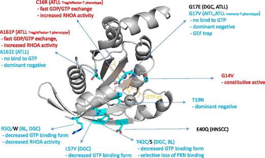 The RHOA hotspot mutations reported so far in various tumor subtypes.1-9 The disease categories, mutations, and biochemical properties linked to increased and decreased RHOA activity are indicated by red and blue color, respectively. Image of 1A2B10 created with PyMOL (Schrödinger, LLC). GDP, guanosine diphosphate; GEF, guanine nucleotide exchange factor; Treg, T-regulatory cell.