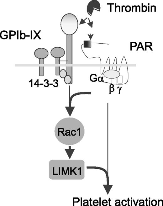 Signaling-mediated cooperativity between platelet GPIb-IX and PAR1. Depicted is a model for independent thrombin binding to 2 different platelet receptors that elicit mutually dependent signals via the 14-3-3-Rac1-LIMK1 pathway. See Figure 6i in the article by Estevez et al that begins on page 626.