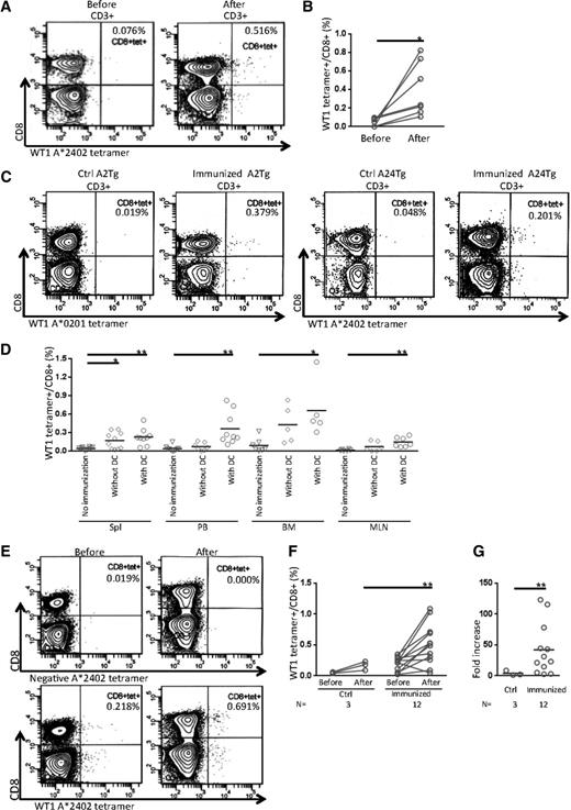 Figure 2. Immunization of HLA class I Tg NSG recipients using a WT1 antigen. (A) Representative contour plots show development of WT1-specific CD8+ CTLs in PB from an HLA class I Tg NSG recipient before (left) and after (right) immunization using HLA-A*2402 WT1(mutant)235-243 tetramers. (B) Frequencies of WT1-specific tetramer+ CTLs in the PB of HLA class I Tg NSG recipients were increased after immunization (n = 7). (C) Representative flow cytometry plots of tetramer assay in spleens from HLA class I Tg NSG recipients at day of euthanization. Data for the control group and the DC vaccine group in NSG-HLA-A2/HHD recipients (left 2 plots) and NSG-HLA-A24/HHD recipients (right 2 plots) are shown. (D) Summary of tetramer analysis in each organ at day of euthanization. Open inverted triangles, diamonds, and circles indicate the groups of no immunization control, immunized without DCs, and immunized with DCs, respectively. The frequencies of WT1 tetramer+ cells gated on CD8+ T cells in spleen, PB, BM, and MLN are plotted. (E) Representative contour plots of tetramer assay before and after in vitro expansion of CTLs derived from spleens of HLA class I Tg NSG recipients in the group immunized with DCs. Isotype control (upper) and WT1 tetramer (lower). (F) Frequencies of WT1 tetramer+ spleen-derived CTLs (%) before and after in vitro expansion. (G) Fold increase of tetramer+ CTL numbers before and after in vitro expansion. Bars indicate the mean value. *P < .05 and **P < .01 by 2-tailed Student t test. Ctrl, control.