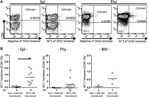 Figure 4. CTL analysis of NSG-HLA-A24/HHD WT1-TCR gene–transduced HSC recipients. (A) Representative flow cytometry plots showing tetramer analysis in the spleen (left 2 plots) and thymus (right 2 plots) of recipients transplanted with WT1-TCR gene–transduced HSCs. (B) The frequencies of WT1-specific CTLs in spleen were significantly increased in the recipients of WT1-TCR gene–transduced HSCs compared with those of nontransduced or control vector–transduced HSCs. The frequencies of WT1 tetramer+ gated on CD8+ T cells (%) are shown for spleen (left), thymus (center), and BM (right). Spleen: n = 6 nontransduced or GFP control vector–transduced HSC recipients, 0.027% ± 0.010%; n = 9 WT1-TCR gene–transduced HSC recipients, 0.316% ± 0.070%, **P = .0055; thymus: n = 5 nontransduced or GFP control vector–transduced HSC recipients, 0.074% ± 0.031%; n = 11 WT1-TCR gene–transduced HSC recipients, 1.158% ± 0.513%; and BM: n = 3 nontransduced or GFP control vector–transduced HSC recipients, 0.093% ± 0.041%; n = 3 WT1-TCR gene–transduced HSC recipients, 0.565% ± 0.200%. tet, tetramer.