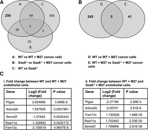 Figure 3. Gene expression in WT and Gas6−/− endothelial cells exposed to M27 cancer cells. (A) 311 genes (circle A) were either up- or downregulated in WT endothelial cells upon exposure to M27 cancer cells. Twelve of those genes were not Gas6 dependent because they were differentially expressed in response to cancer cells in WT and Gas6−/− endothelial cells (circles A and B). Forty-nine genes were unrelated to cancer because they were differentially expressed in the absence of M27 cancer cells (circle C). That left 250 genes differentially expressed in WT endothelial cells cultured with M27 cancer cells that were Gas6 dependent. (B) 5 of those 250 genes (circle D) were common to 46 genes (circle E) differentially expressed when M27 cancer cells were cultured with WT vs Gas6−/− endothelial cells. (C) Identity of the 5 genes of interest with relevant fold changes and P values. Ptges was most significantly (i) upregulated in WT endothelial cells exposed to M27 cancer cells and most significantly (ii) downregulated in Gas6−/− endothelial cells cultured with M27 cancer cells.