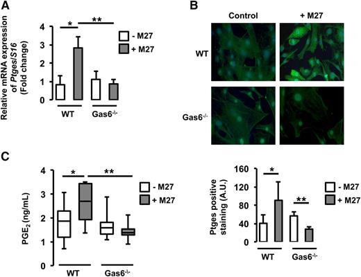 Figure 4. Ptges was induced only in WT endothelial cells exposed to M27 cancer cells. Ptges gene (A) and protein (B) expression was increased in WT but not Gas6−/− endothelial cells after culture with M27 cancer cells. (C) PGE2, the enzymatic product of Ptges, was induced only in media of WT endothelial cells exposed to M27 cancer cells. *P < .05 comparing WT vs WT + M27; **P < .05 comparing WT + M27 vs Gas6−/− + M27 and Gas6−/− vs Gas6−/− + M27. A.U., arbitrary units.