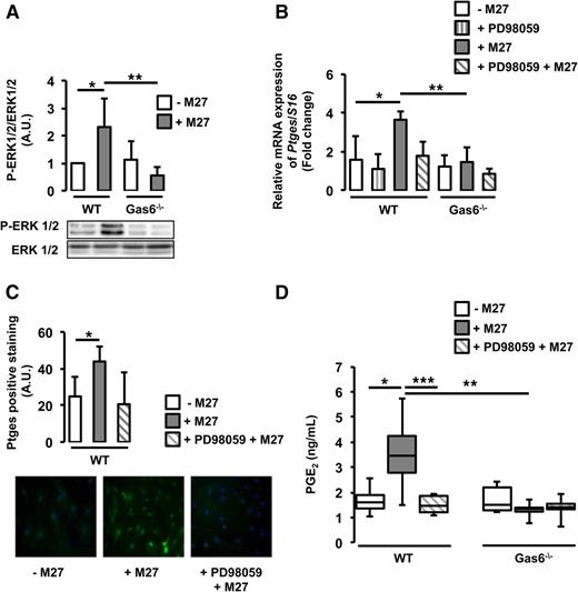Figure 5. Cancer induces Ptges in endothelial cells via ERK phosphorylation. (A) ERK1/2 was phosphorylated only in WT endothelial cells exposed to M27 cancer cells. (B) Inhibition of ERK1/2 with PD98059 decreased cancer-induced Ptges mRNA expression in WT endothelial cells. (C) PD98059 tended to inhibit Ptges protein expression in WT endothelial cells. (D) PGE2 levels were reduced in the media of WT cultured with M27 cancer cells in the presence of PD98059. *P < .05 comparing WT vs WT + M27; **P < .05 comparing WT + M27 vs Gas6−/− + M27; ***P < .05 comparing WT + M27 and WT + PD98059 + M27.