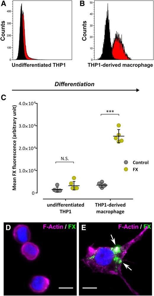 Figure 1. FX binding to human monocytes and macrophages. (A-B) Undifferentiated THP1 (A) or THP1-derived macrophages (B) were incubated with Alexa 488–labeled FX or Alexa 488–labeled Fab′2 as a control (10 µg/mL, 1 hour at 37°C) and subsequently analyzed by flow cytometry for FX binding. Black curves represent Fab′2-incubated cells (control) whereas red curves represent Alexa 488-FX–incubated cells. Representative plots of 3 different experiments are shown. (C) The mean FX fluorescence was quantified and is expressed in arbitrary units. Each dot represents 1 experiment (N = 5-6 in total) and bars represent the mean ± SD. ***P < .001 in a 2-way ANOVA followed by the Sidak posttest for multiple comparison. (D-E) Widefield microscopy images of immunofluorescent staining for FX (green) in undifferentiated THP1 (D) or THP1-derived macrophages (E) incubated with 10 µg/mL FX (1 hour at 37°C). Nuclei and polymerized actin were counterstained using DAPI (blue) and Alexa 647–labeled phalloidin (magenta), respectively. Arrows indicate spots of FX staining. Bars represent 10 µm; objective, ×63. DAPI, 4,6 diamidino-2-phenylindole; N.S., not significant.