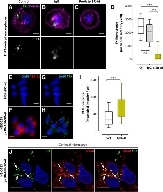 Figure 4. Binding of FX to cellular SR-AI. (A-D) THP1-derived macrophages were preincubated with PBS (A), nonspecific IgG (B), or a polyclonal anti–SR-AI antibody (C) and further incubated with 10 µg/mL Alexa 488–labeled FX (1 hour at 37°C). Images were acquired in widefield microscopy and quantified for FX fluorescence (D). (E-I) Immunofluorescent staining of SR-AI (red) and FX (green) was performed in nontransfected HEK-293 cells (E and G, respectively) or HEK-293 cells transfected with pcDNA6/hSR-AI (F and H, respectively) incubated with 10 µg/mL FX (1 hour at 37°C). Images were acquired in widefield microscopy and subsequently quantified for FX fluorescence (I). Data are presented in mean pixel intensity per cell (D,I). Boxes represent the median and 25th to 75th percentile, and bars represent the 10th to 90th percentile (at least 5 different fields per experiment in 3 different experiments). (J) Representative images of double immunostaining for FX and SR-AI in HEK-293 pcDNA6/hSR-AI analyzed using confocal microscopy. Nuclei and polymerized actin were counterstained using DAPI (blue) and Alexa 647–labeled phalloidin (magenta), respectively. Objective, ×63; bars represent 10 µm; Z depth is 0.4 µm (J) and arrows indicate area of colocalization. ***P < .001, respectively, in the Mann-Whitney nonparametric unpaired statistical test.