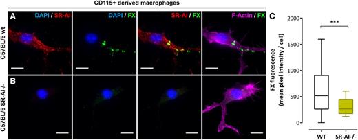 Figure 5. FX binding to murine SR-AI–deficient macrophages. (A-C) CD115+-derived macrophages from wt (A) or SR-AI–deficient (B) C57BL/6 mice incubated with human FX (10 µg/mL, 1 hour at 37°C) were double immunostained for murine SR-AI (red) and human FX (green). Images were acquired in widefield microscopy and subsequently quantified for FX fluorescence (C). Data are presented in mean pixel intensity per cell. Boxes represent the median and 25th to 75th percentile, and bars represent the 10th to 90th percentile (at least 5 different fields per experiment in 3 different experiments). Nuclei and polymerized actin were counterstained using DAPI (blue) and Alexa 647–labeled phalloidin (magenta), respectively (A and B). Objective, ×63; bars represent 10 µm; ***P < .001, respectively, in the Mann-Whitney nonparametric unpaired statistical test.