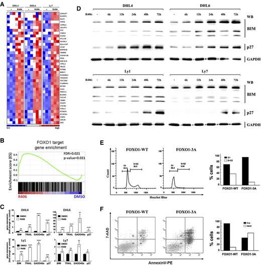 Figure 2. FOXO1 activation in DLBCL cells induces FOXO1-dependent gene expression, cell cycle arrest, and apoptosis. (A) SYK inhibition induces FOXO1 target gene expression. The heat map shows relative abundance of 40 FOXO1 target genes (GSEA leading edge) in tonic BCR signal-dependent DLBCL cell lines following 24-hour treatment with R406. (B) GSEA enrichment plot of FOXO1 target genes in tonic BCR signal-dependent DLBCL cell lines (DHL4, DHL6, Ly7) treated with DMSO or R406 for 24 hours. Note that the positions of the FOXO1 targets (Vogel et al23) were significantly skewed toward the left end of the sorted list, reflecting their statistically significant induction in R406-treated lines. (C) FOXO1 target gene expression in 4 tonic BCR signal-dependent cell lines following 24-hour treatment with R406 or vehicle, analyzed by qRT-PCR. (P values were determined using 2-sided Gosset’s t test: *P < .05; **P < .01; ***P < .001; ****P < .0001). (D) Protein abundance of key FOXO1 targets, CDKN1B (p27) and BCL2L11 (BIM), in DLBCL cells following 6- to 72-hour treatment with R406 or vehicle, analyzed by western blot. GAPDH served as a loading control. Densitometric quantification of band intensities is provided in supplemental Table 6. (E) FOXO1 nuclear localization induces cell cycle arrest. DHL4 cells were retrovirally transduced with pMIG-FOXO1-WT-IRES-GFP or pMIG-FOXO1-3A-IRES-GFP to express wild-type (FOXO1-WT) or constitutively nuclear FOXO1 mutant (FOXO1-3A). Cell cycle distribution was measured within the GFP+ population by Hoechst blue staining and FACS analysis. (F) FOXO1 nuclear localization induces apoptosis. Cells were transduced as in E; 48 hours after transduction, GFP+ cells were FACS sorted and after another 60 hours were analyzed by AnnexinV/7-AAD staining. Bar graphs are derived from FACS data.
