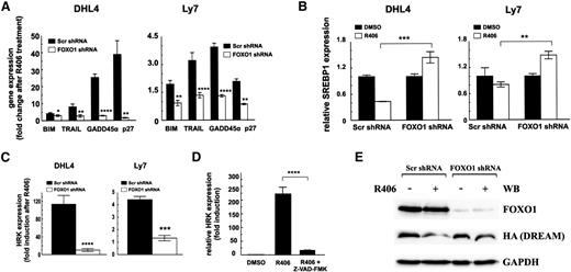 Figure 4. FOXO1 mediates toxicity of SYK inhibitor in tonic BCR signal-dependent DLBCL cells. (A) Transcript abundance of FOXO1 target genes, BIM, TRAIL, GADD45α, and CDKN1B (p27Kip1) in cell lines transduced with FOXO1-targeting or control shRNA vectors, assessed by qRT-PCR after 24-hour incubation with R406. (B) SREBP1 expression following incubation with R406 was assessed as described above. (C) Transcript abundance of HRK in DHL4 and Ly7 cell lines transduced with scrambled control shRNA (Scr) or FOXO1-targeting shRNA following 24-hour incubation with R406. P values in A to C were determined using a 2-sided Gosset’s t test: *P < .05; **P < .01; ***P < .001; ****P < .0001. (D) HRK expression was determined after 24-hour treatment with vehicle alone (DMSO), R406, or a combination of SYK and pan-caspase inhibitor (Z-VAD-FMK) by qRT-PCR relative to GAPDH. P values were determined using analysis of variance and post hoc Tukey’s test: ****P < .0001. (E) DHL4 stably transduced with indicated shRNAs were further transduced with the pMIG-HA-DREAM-IRES-GFP vector. GFP+ cells were then FACS sorted and treated with R406 or vehicle alone. After 24 hours of incubation, cells were analyzed for FOXO1 and DREAM expression by immunoblotting. GAPDH served as a loading control. Densitometric quantification of band intensities is provided in supplemental Table 8.