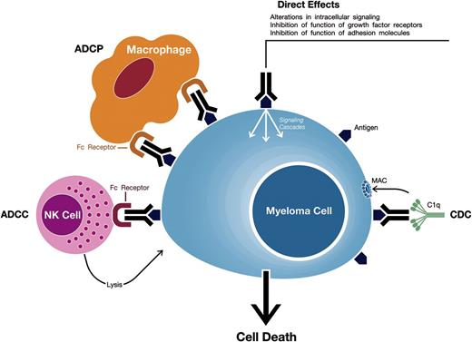 Figure 1. Mechanisms of action of monoclonal antibodies targeting surface antigens on MM cells. Monoclonal antibodies against target antigens expressed on MM cells can induce tumor cell killing via Fc-dependent effector mechanisms including CDC, ADCC, and ADCP. The process of ADCC is achieved through activation of Fc receptors on myeloid and NK effector cells by tumor cell-attached immunoglobins. Subsequent cytotoxicity is mediated through ≥2 different mechanisms; one involving the release of perforin and granzymes from effector cells and the other involving death ligands FasL and tumor necrosis factor–related apoptosis-inducing ligand. In ADCP, phagocytosis of tumor cells is mediated by macrophages. CDC is dependent on the interaction of the antibody Fc domains with the classic complement-activating protein C1q leading to activation of downstream complement proteins, which results in the assembly of the membrane attack complex (MAC), that punches holes in the tumor cells. An additional result of this cascade is the production of chemotactic complement molecules C3a and C5a, which recruit and activate immune effector cells. There is also evidence that uptake of antibody-opsonized tumor cells and cellular fragments by antigen-presenting cells is associated with enhanced antigen presentation leading to tumor-specific T-cell responses. Monoclonal antibodies that target antigens on MM cells may also have direct effects via modulation of the activity of the targeted antigen.